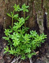 Image of Galium triflorum