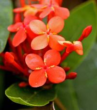 Ixora chinensis image