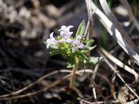 Image of Houstonia canadensis