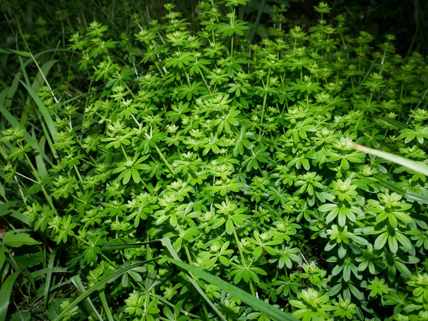 Galium odoratum image