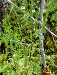 Galium labradoricum image