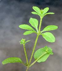 Galium aparine image