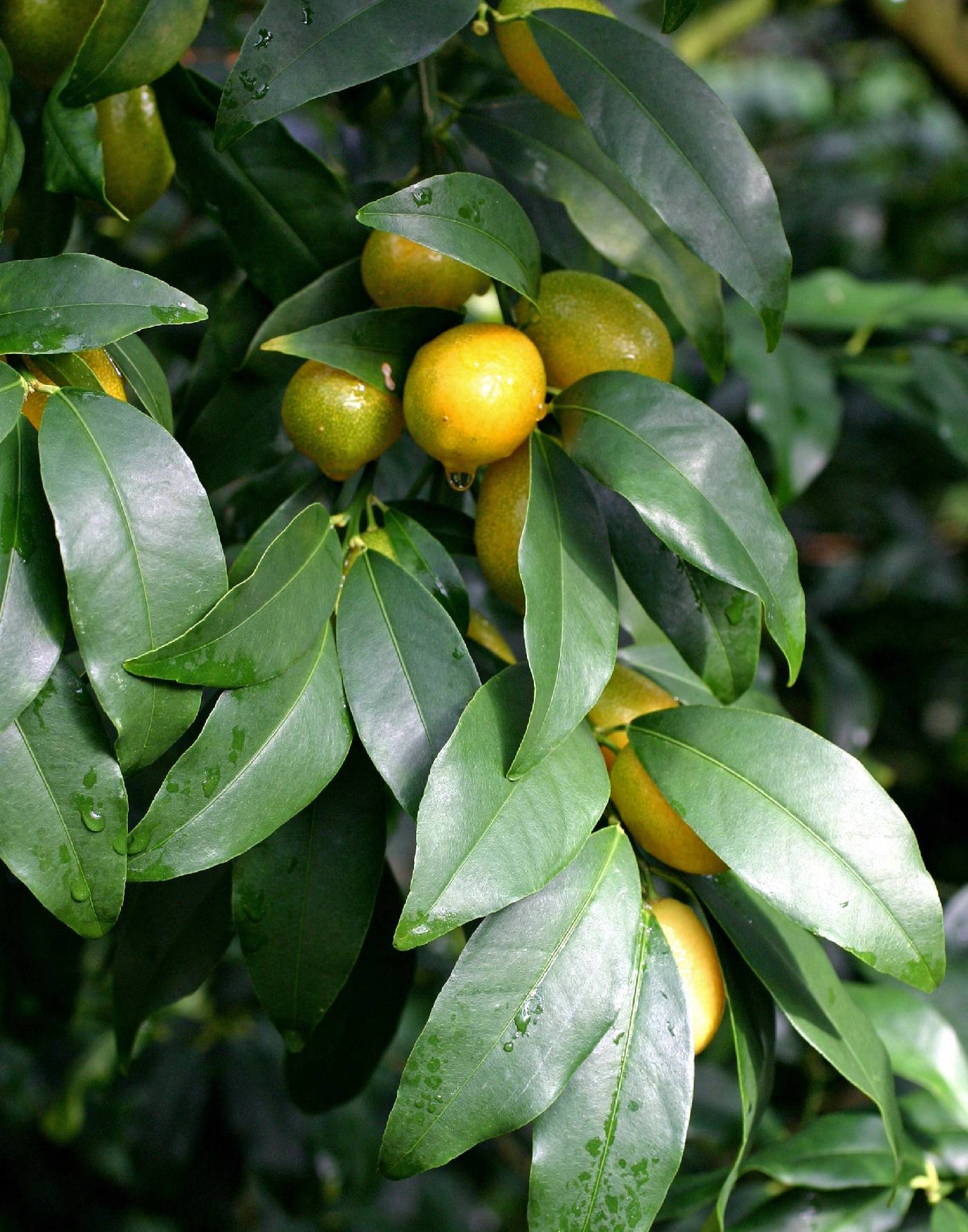 Citrus japonica image