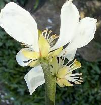 Poncirus trifoliata image