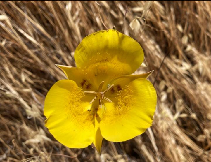 Calochortus clavatus image