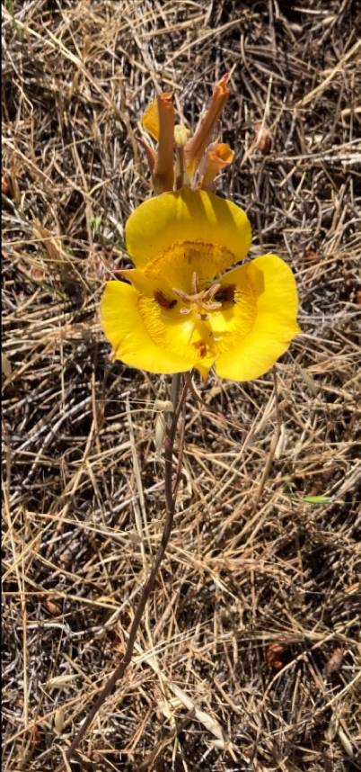 Calochortus clavatus image