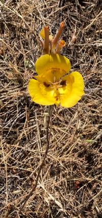 Calochortus clavatus image