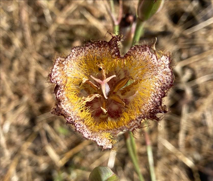 Calochortus fimbriatus image