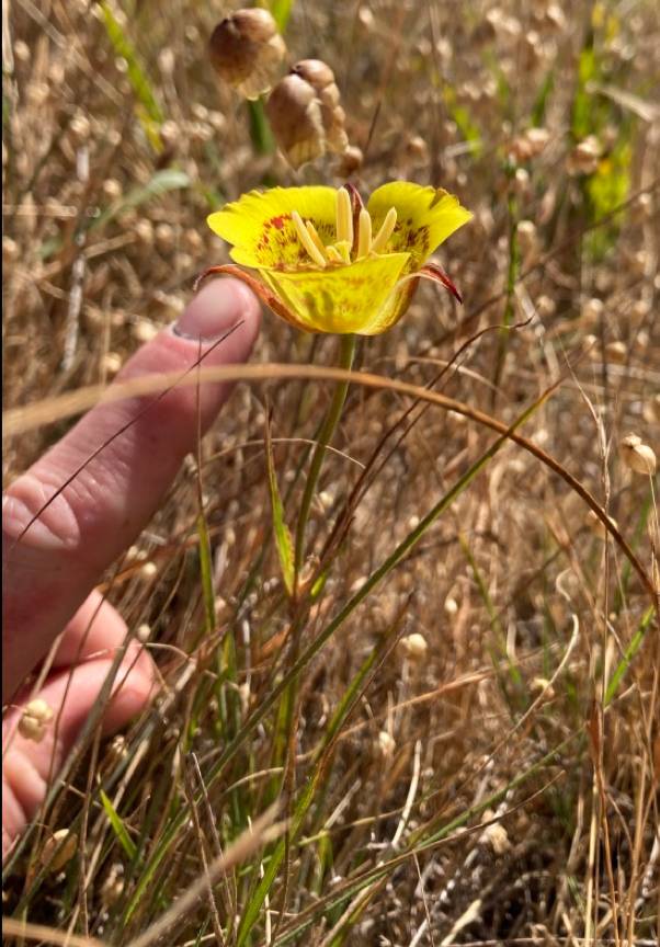 Calochortus luteus image