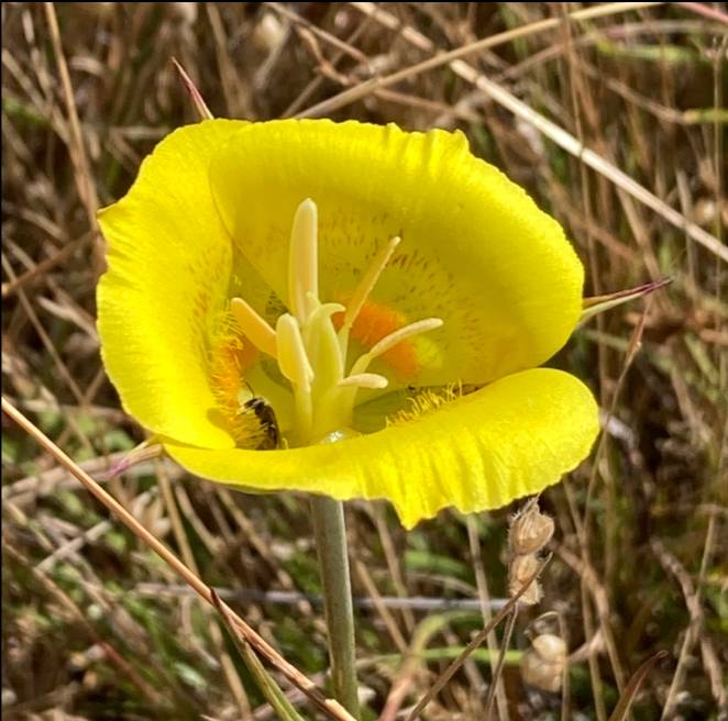 Calochortus luteus image