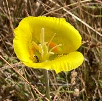 Calochortus luteus image