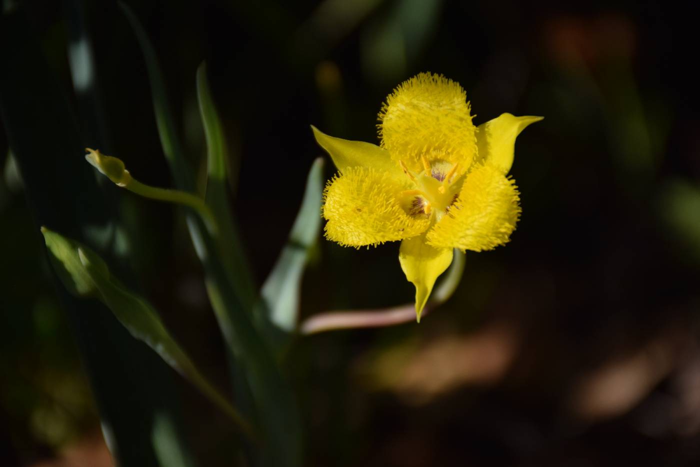 Calochortus monophyllus image