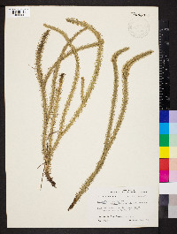 Lycopodiella alopecuroides image