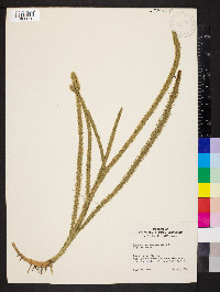 Lycopodiella alopecuroides image