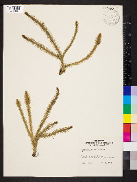 Lycopodiella alopecuroides image