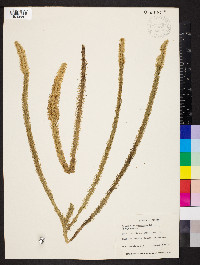 Lycopodiella alopecuroides image