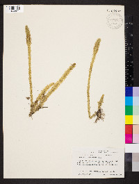 Lycopodiella alopecuroides image