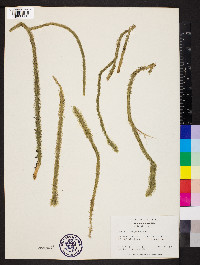 Lycopodiella alopecuroides image