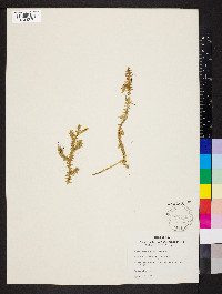Pseudolycopodiella caroliniana image