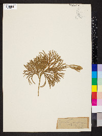 Diphasiastrum complanatum image