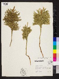 Dendrolycopodium dendroideum image