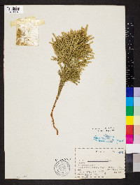 Dendrolycopodium dendroideum image