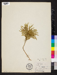 Dendrolycopodium dendroideum image