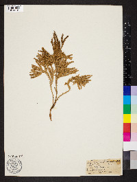 Dendrolycopodium dendroideum image