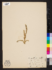 Lycopodiella inundata image