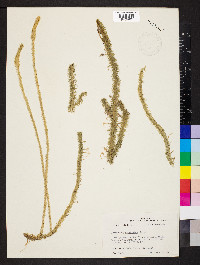 Lycopodiella prostrata image