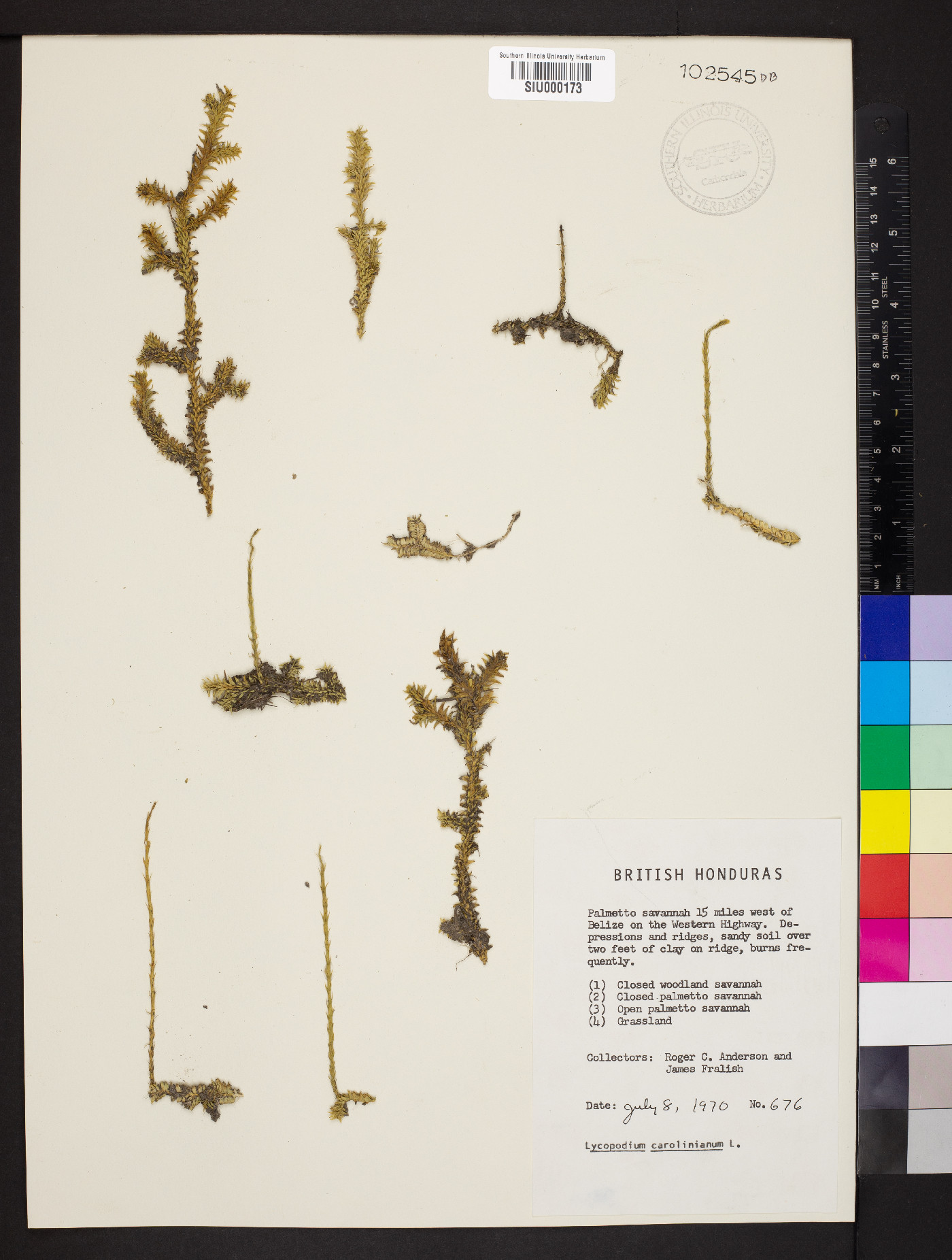 Pseudolycopodiella caroliniana image