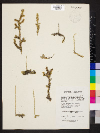 Pseudolycopodiella caroliniana image