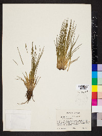 Isoëtes storkii image