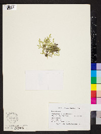 Selaginella apoda image