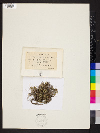 Selaginella rupestris image