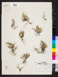 Selaginella arenicola image