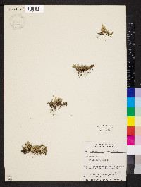 Selaginella densa image