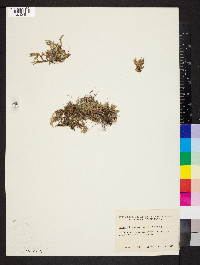 Selaginella rupestris image