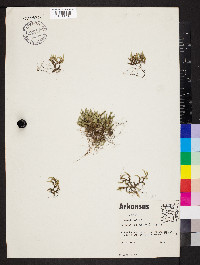 Selaginella rupestris image