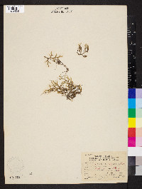 Selaginella rupestris image