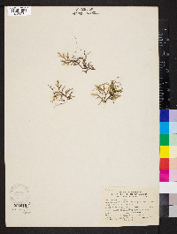 Selaginella rupestris image
