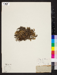 Selaginella rupestris image