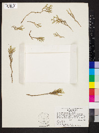 Selaginella tortipila image