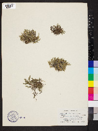 Selaginella wallacei image