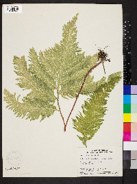 Selaginella haematodes image