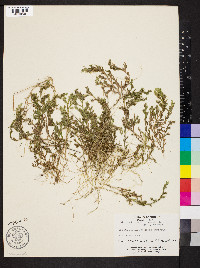 Selaginella huehuetenangensis image