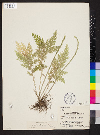 Selaginella pallescens image