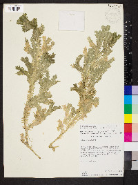 Selaginella sericea image