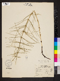 Equisetum palustre image