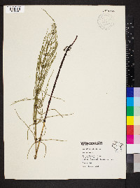 Equisetum palustre image